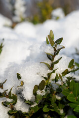 White snowflakes on boxwood leaves.