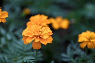 Huangqiuying chrysanthemum flower