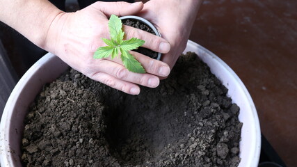 transplanting a young cannabis plant from a pot into a large container with soil by male hands,...