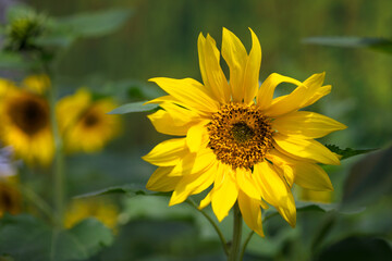 Sunflower of sunshine