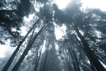 Misty forest,Fog and pine forest in the winter tropical forest