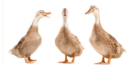 shelduck stand on white background.