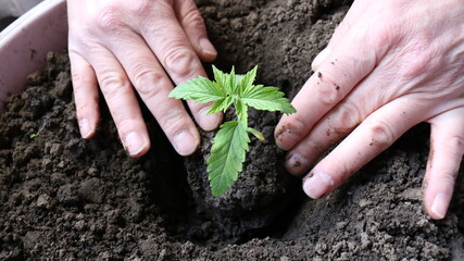 transplanting the plant with an increase in the root system into a larger container with fertilized soil, dropping the hemp sprout into the ground with your hands, tamping the roots into the ground