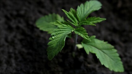 a drop of water on a textured carved cannabis leaf, a young marijuana sprout growing in saturated soil, a close-up photograph of a cannabis seedling in a dark key