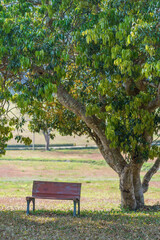 A bench chair in the park on the green grass under a tree.