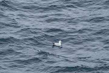 Fototapeta na wymiar Southern Fulmar (Fulmarus glacialoides) in South Atlantic Ocean, Southern Ocean, Antarctica