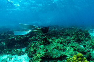 Fototapeta na wymiar woman swimming freediving to see coral reefs.