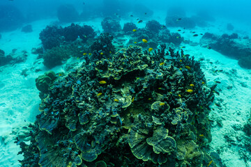 underwater scene with coral reef and fish; phi phi island; Thailand.