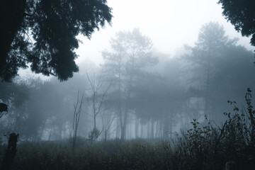 Obraz premium Misty forest,Fog and pine forest in the winter tropical forest
