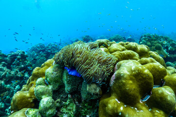 underwater scene with coral reef and fish,phi phi island,Thailand.