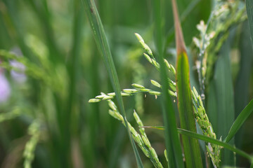 Rice in grain filling