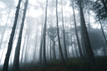 Misty forest,Fog and pine forest in the winter tropical forest