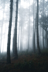 Obraz premium Misty forest,Fog and pine forest in the winter tropical forest