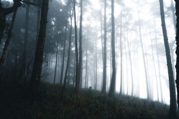 Fototapeta premium Misty forest,Fog and pine forest in the winter tropical forest