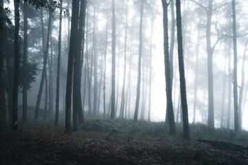 Misty forest,Fog and pine forest in the winter tropical forest