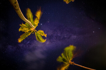 The Milky Way rises over the palm tree leaves on a foreground. Amazing nature background. universe space shot of milky way galaxy with stars on a night sky background. The Milky Way is the galaxy