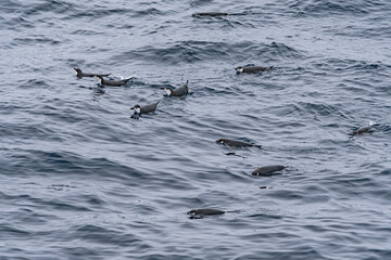 Gentoo Penguins (Pygoscelis papua) in South Atlantic Ocean, Southern Ocean, Antarctica