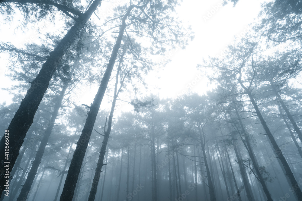 Wall mural Misty forest,Fog and pine forest in the winter tropical forest