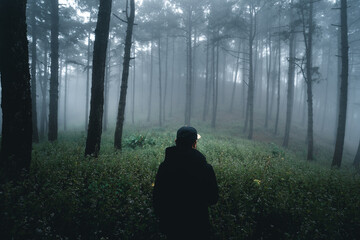 Misty forest,Fog and pine forest in the winter tropical forest,Fog and pine