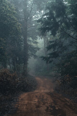 Obraz premium Misty forest,Fog and pine forest in the winter tropical forest