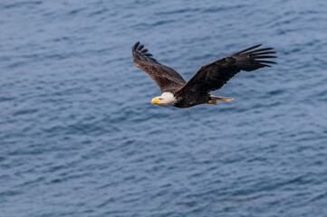 Bald Eagle (Haliaeetus leucocephalus) at Chowiet Island, Semidi Islands, Alaska, USA
