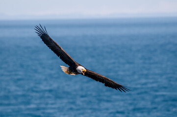 Bald Eagle (Haliaeetus leucocephalus) at Chowiet Island, Semidi Islands, Alaska, USA