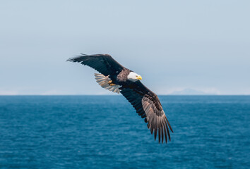 Bald Eagle (Haliaeetus leucocephalus) at Chowiet Island, Semidi Islands, Alaska, USA
