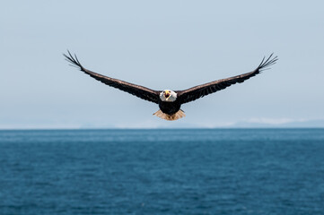Bald Eagle (Haliaeetus leucocephalus) at Chowiet Island, Semidi Islands, Alaska, USA