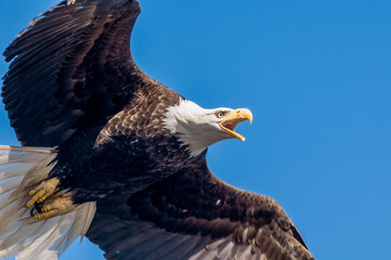 Bald Eagle (Haliaeetus leucocephalus) at Chowiet Island, Semidi Islands, Alaska, USA