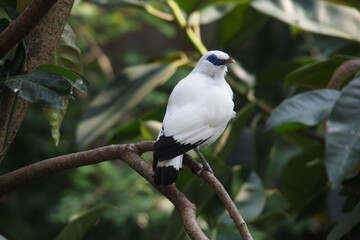 White Bird