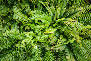 Relax ferns leaves green foliage natural floral fern background in sunlight. Fresh green tropical foliage. Rainforest jungle landscape. Green plants nature wallpaper.