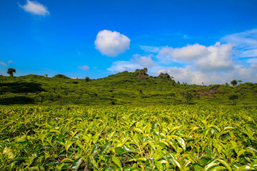 field of tea plantation