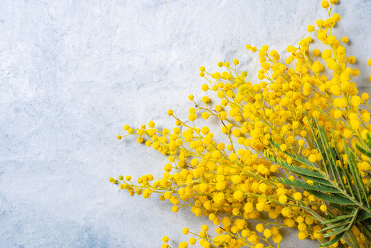a bouquet of yellow mimosa flowers lies on the light concrete background of the concept of 8 March, happy women's day
