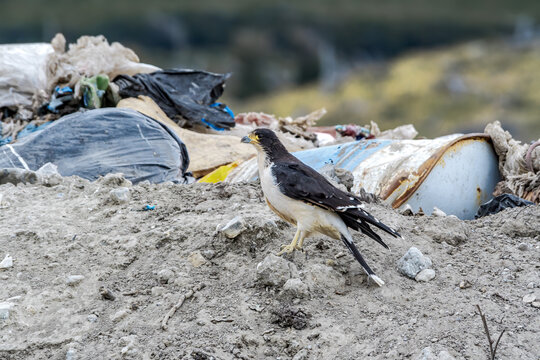 White-throated Caracara (Phalcoboenus albogularis) in the dump in Ushuaia area, Land of Fire (Tierra del Fuego), Argentina