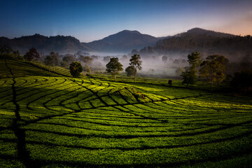 tea plantation of west java