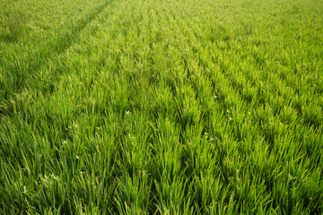 rice paddy field