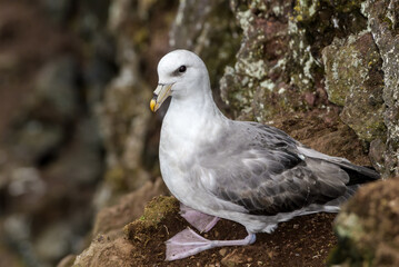 Light-morphed Northern Fulmar (Fulmarus glacialis) at St. George Island, Pribilof Islands, Alaska, USA