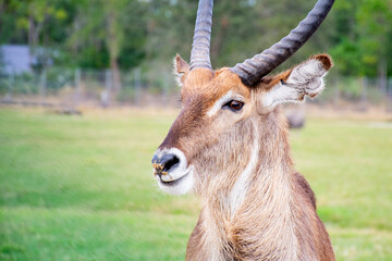 close up of a male impala