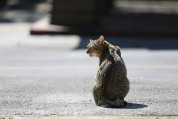 cat on a street