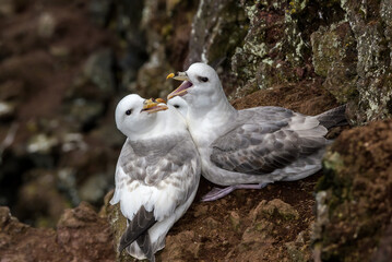 Light-morphed Northern Fulmars (Fulmarus glacialis) at St. George Island, Pribilof Islands, Alaska, USA