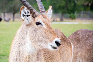 Fototapeta premium antelope in the zoo