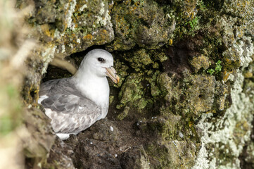 Light-morphed Northern Fulmar (Fulmarus glacialis) at St. George Island, Pribilof Islands, Alaska, USA