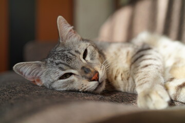 ゴロゴロするエジプシャンマウ