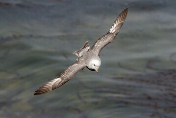Light-morphed Northern Fulmar (Fulmarus glacialis) at St. George Island, Pribilof Islands, Alaska, USA