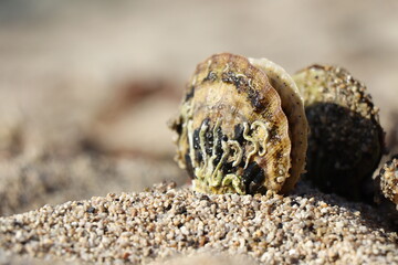 shell of mussels on sea sand