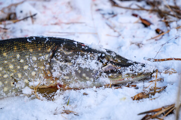 Pike head close up on snow