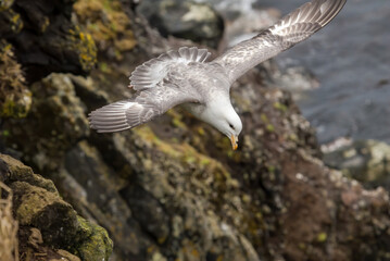 Light-morphed Northern Fulmar (Fulmarus glacialis) at St. George Island, Pribilof Islands, Alaska, USA