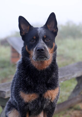 Closeup of beautiful Australian Cattle Dog also known as a Blue Heeler with perfect markings
