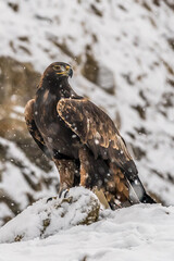 White Tailed Eagle (Haliaeetus albicilla)  Also known as the ern, erne, gray eagle, Eurasian sea eagle and white-tailed sea-eagle. Wings Spread. Poland, Europe. Birds of prey.