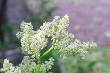 Wild meadow plant with white small flowers Meadowsweet